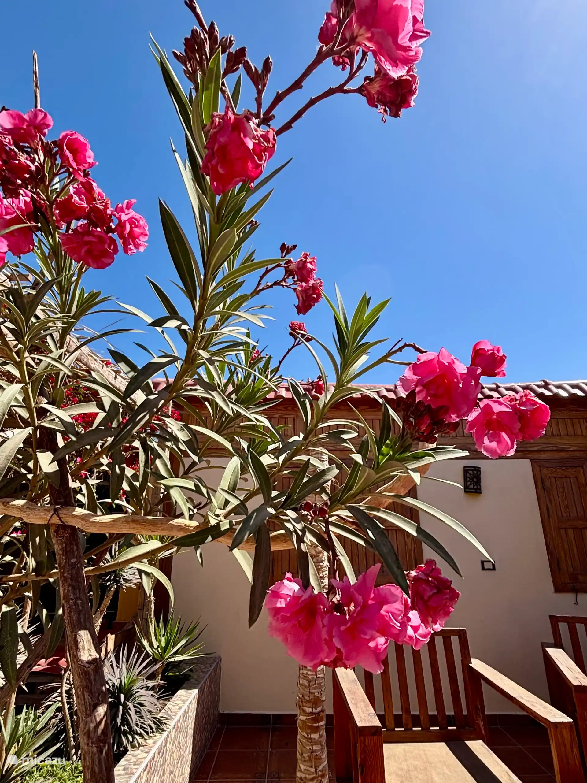 Flowering oleander at chalet