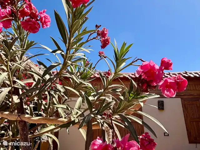 Voir Villa Appartements 4 pers chalet | Égypte, Mer Rouge , Hurghada - chalet Laurier rose en fleurs au chalet