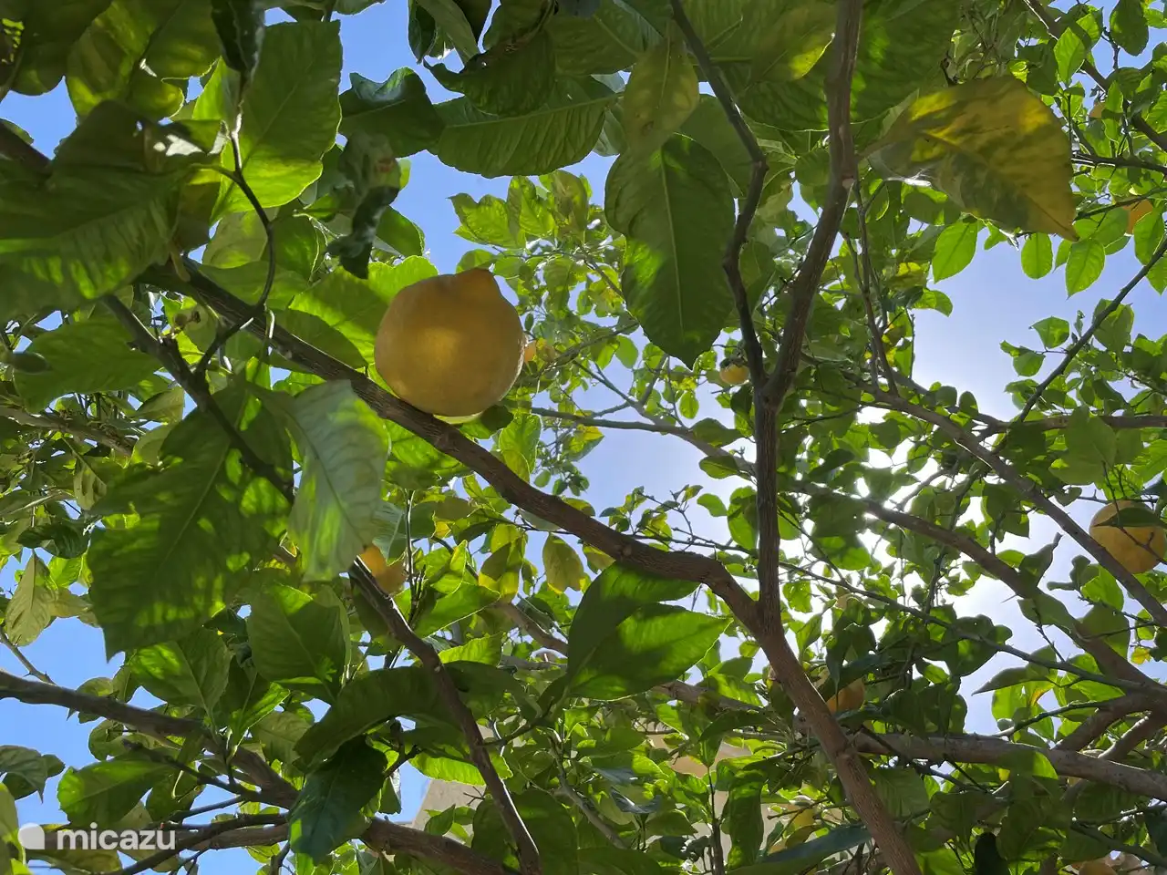 Ccitronnier devant la terrasse