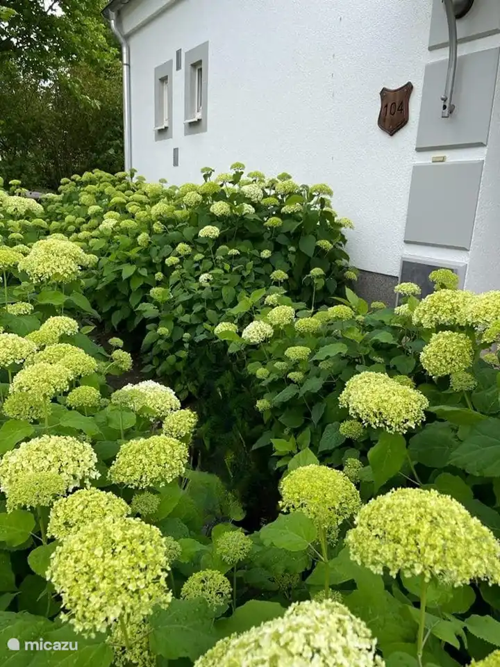 Villa Mina in Germany, Lower Saxony, Bad Bentheim - Holiday house