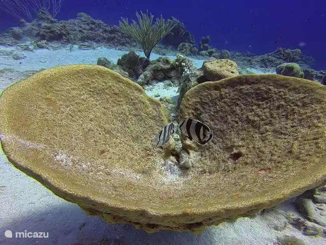 Ruim appartement dicht bij de zee huren in Curaçao, Banda Ariba (oost), Jan Thiel - appartement 2 banded butterfly fish in een grote spons