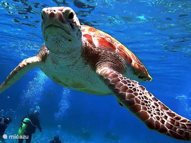 Ruim appartement dicht bij de zee huren in Curaçao, Banda Ariba (oost), Jan Thiel - appartement Ga met ons mee op zoek naar de schildpadden!