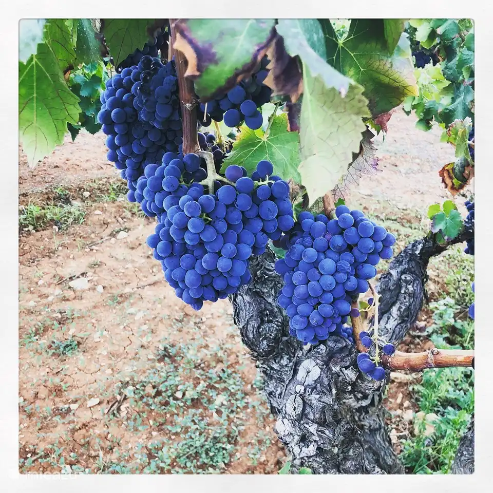 Wandelen tussen de druivenvelden