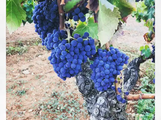 Maison de vacances Costa Blanca | Espagne, Costa Blanca, Lliber - villa Marcher parmi les champs de vigne