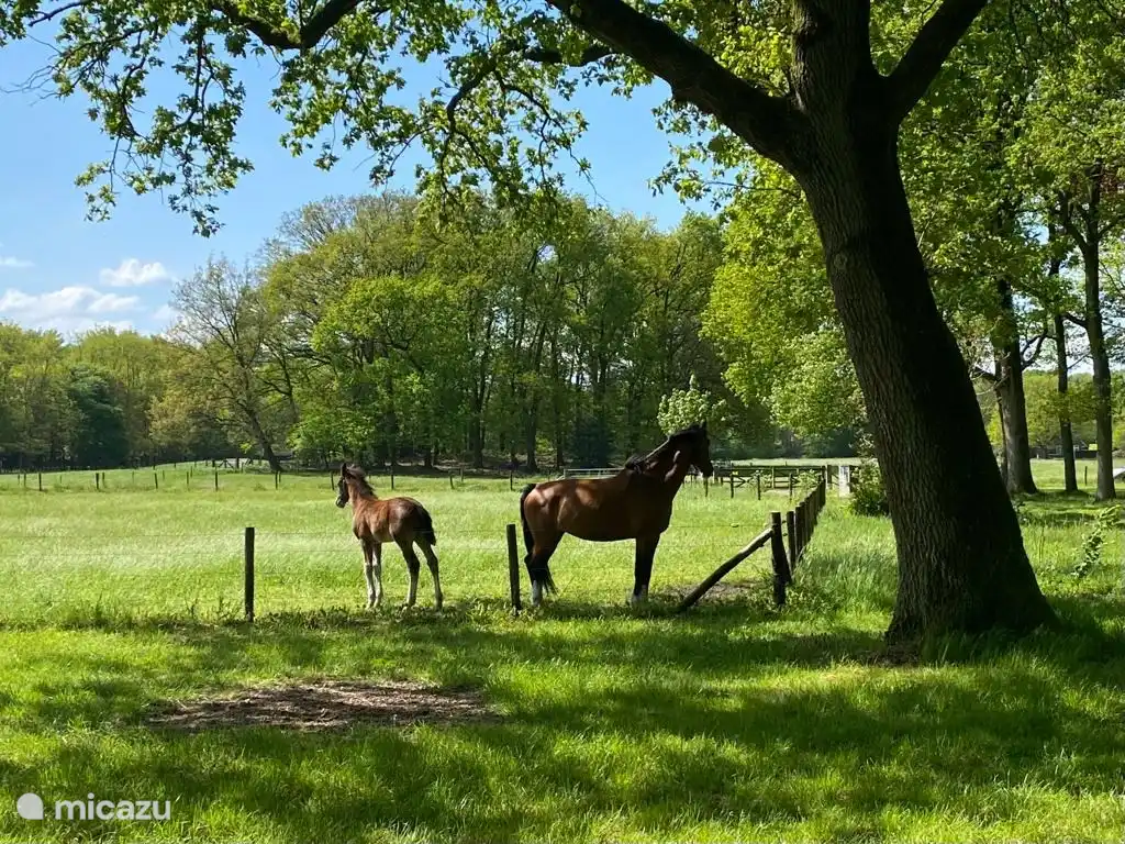 Anwesen 'De Pauwenhof' in Niederlande, Gelderland, Vierhouten - Ferienhaus