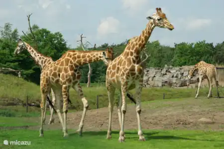 Zoo de Gaia Kerkrade