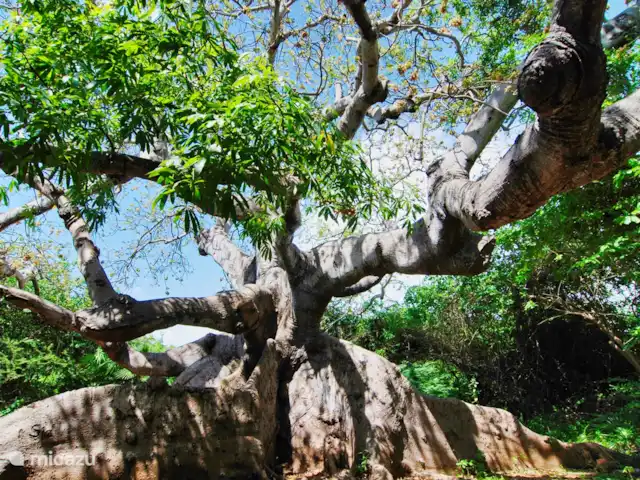 La retraite du gouverneur | Curaçao, Banda Abou (ouest), Fontein - villa Hofi Pastor, Kapokier, âgé d'environ +/- 800 ans.