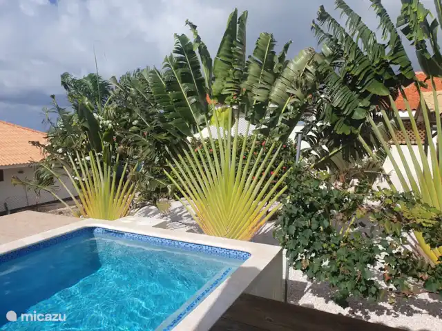 La retraite du gouverneur | Curaçao, Banda Abou (ouest), Fontein - villa Notre piscine et la flore de notre jardin.
novembre 2024