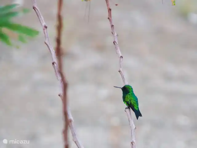 La retraite du gouverneur | Curaçao, Banda Abou (ouest), Fontein - villa Les colibris peuvent également être observés dans le parc de la villa.