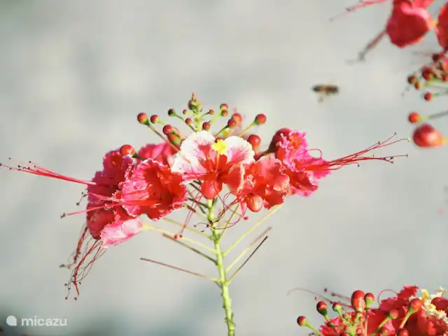 La retraite du gouverneur | Curaçao, Banda Abou (ouest), Fontein - villa Villapark Fontein et ses fleurs.