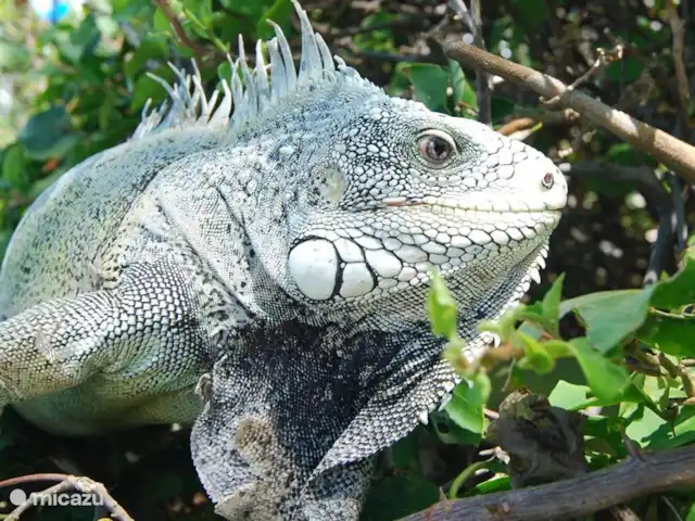 La retraite du gouverneur | Curaçao, Banda Abou (ouest), Fontein - villa Faune