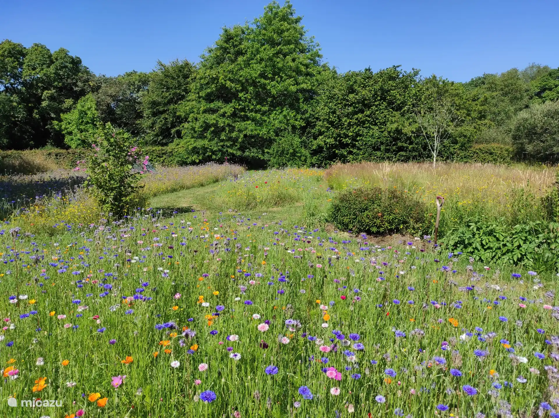 Bees live our annual flower displays!