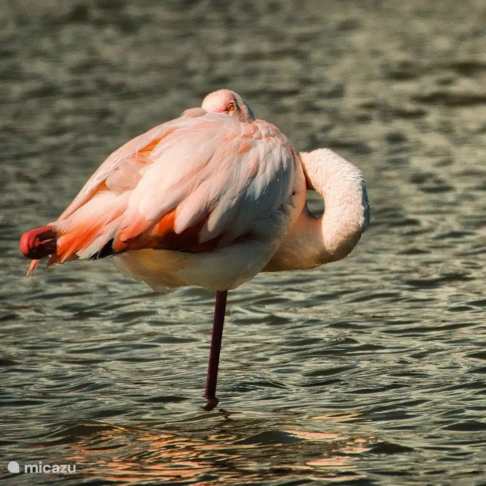 Avistar flamencos en los baños de barro. A 4 minutos en coche de nuestro apartamento.