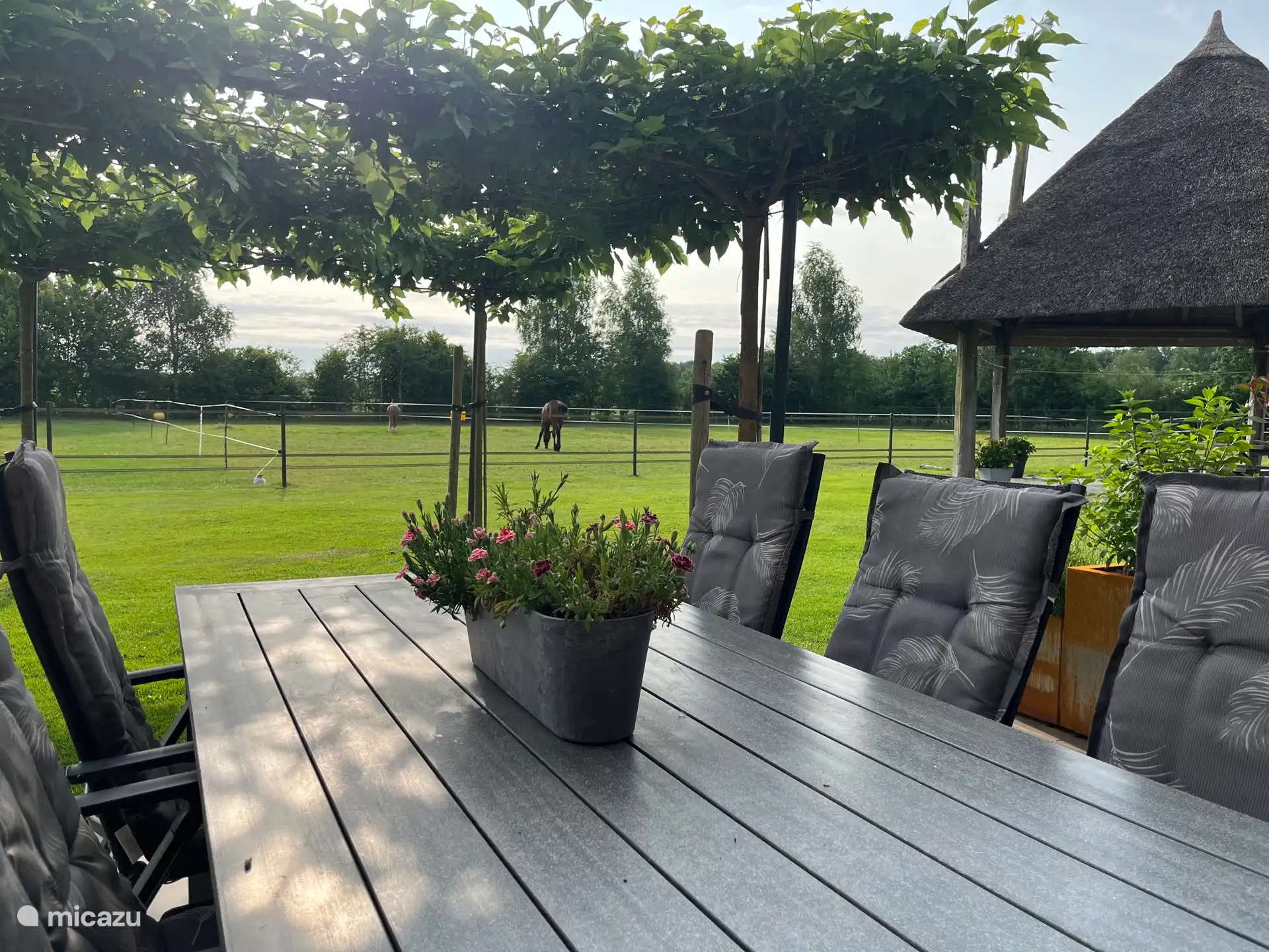 Terrasse mit Blick auf die Pferde.