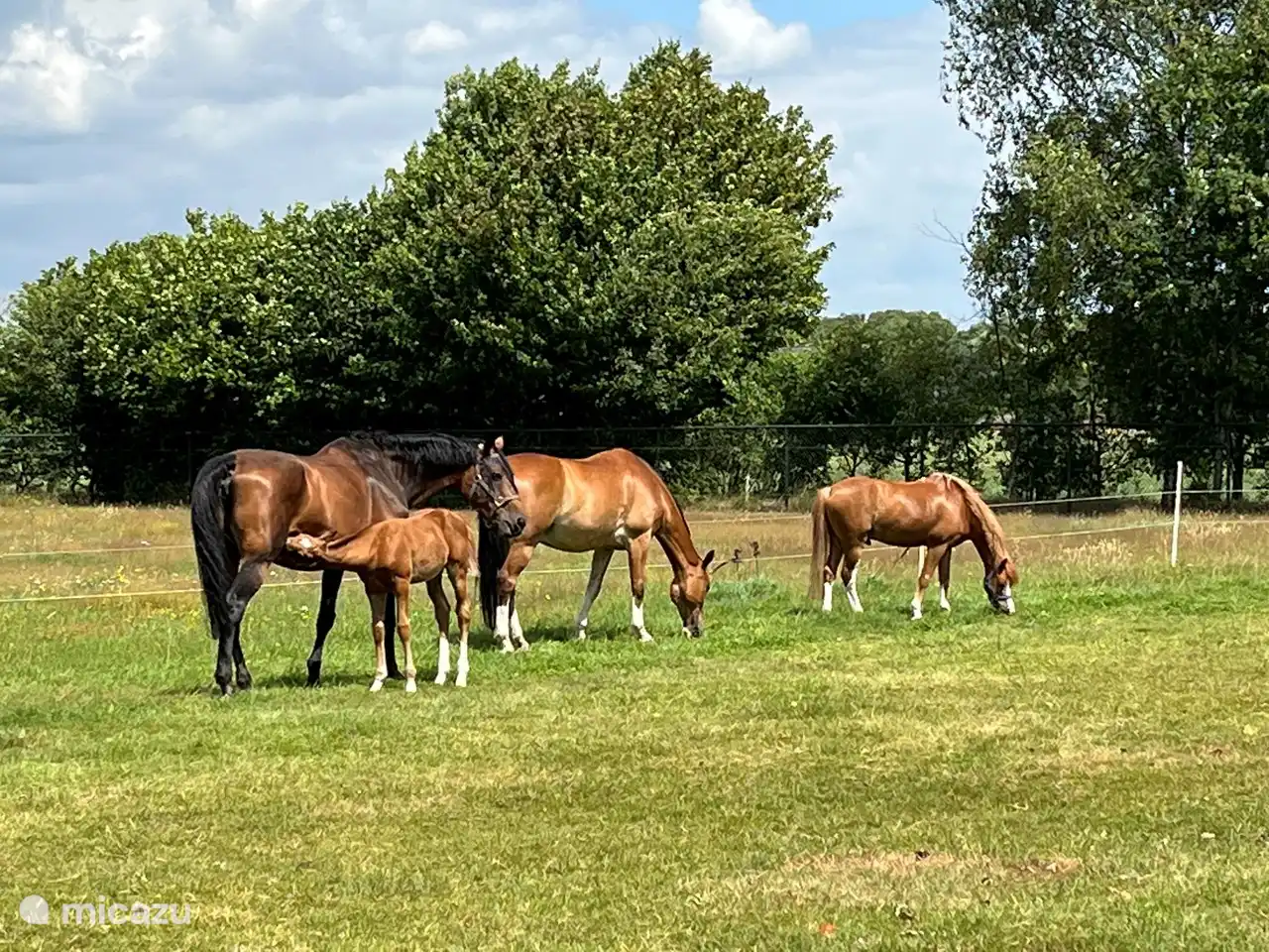 Die Pferde auf der Wiese.