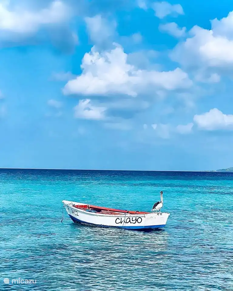 Where there is fish you see the Pelicans