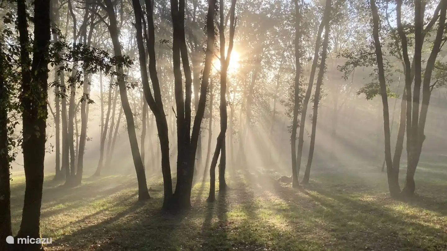 Fallen Sie in Ihren eigenen Mini-Wald