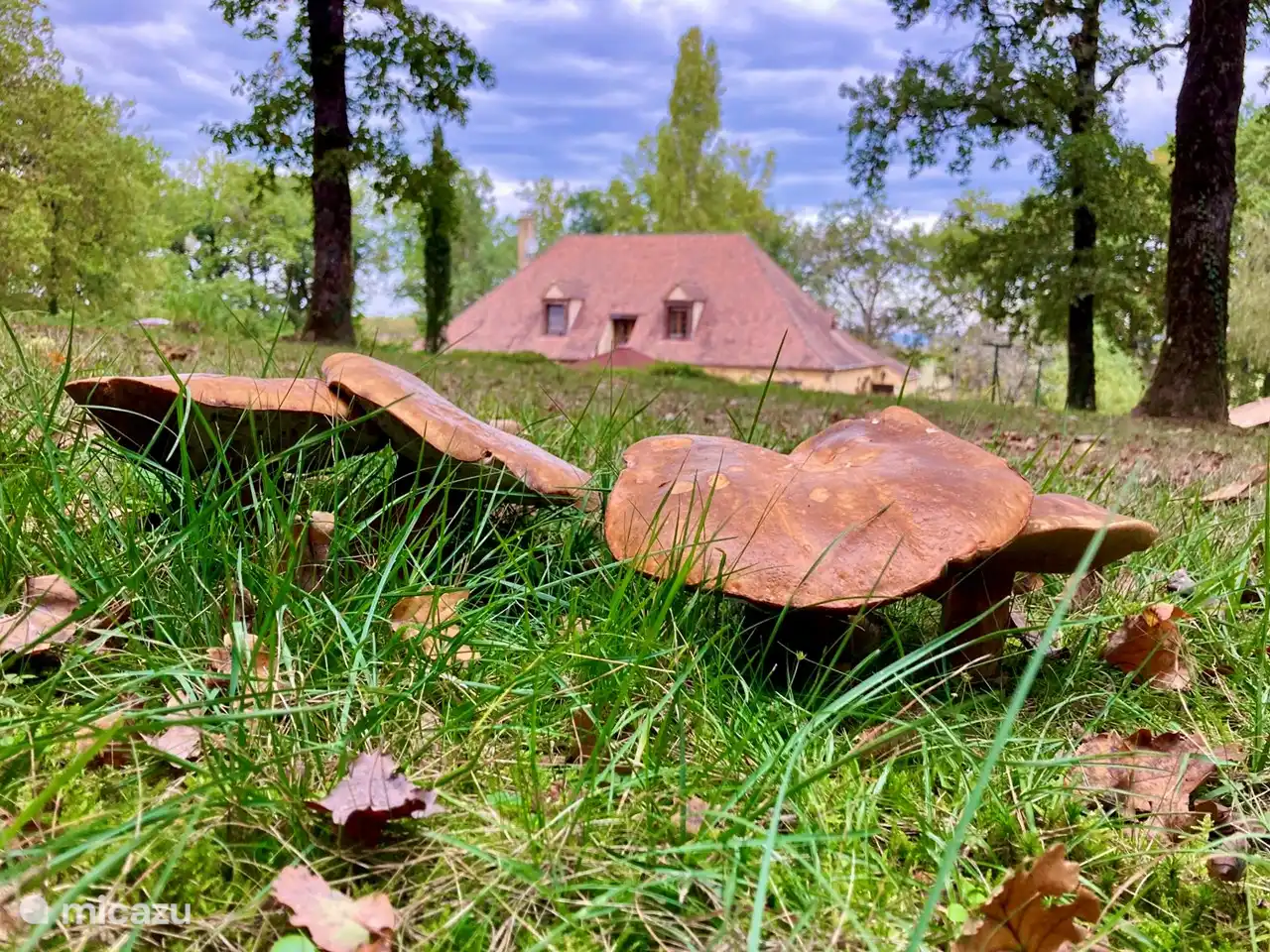 Steinpilze im Hinterhof