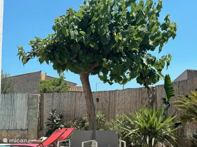 Location de Vacances Espagne, Costa Brava, Sant Pere Pescador, villa - Villa Paradis Le jardin a un arbre parasol qui se transforme en un grand arbre d’ombrage. Idéal pour les journées chaudes.