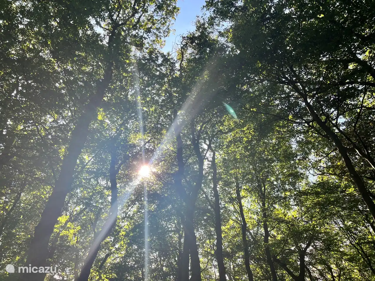 Sonnenstrahlen durch die Bäume