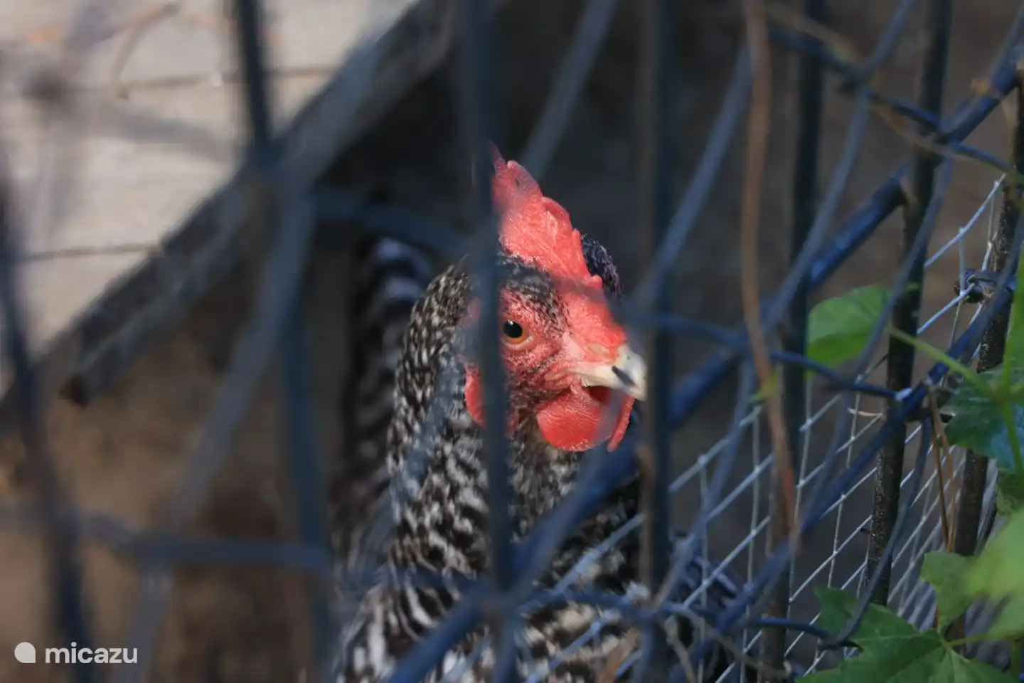 Für die frischen Eier