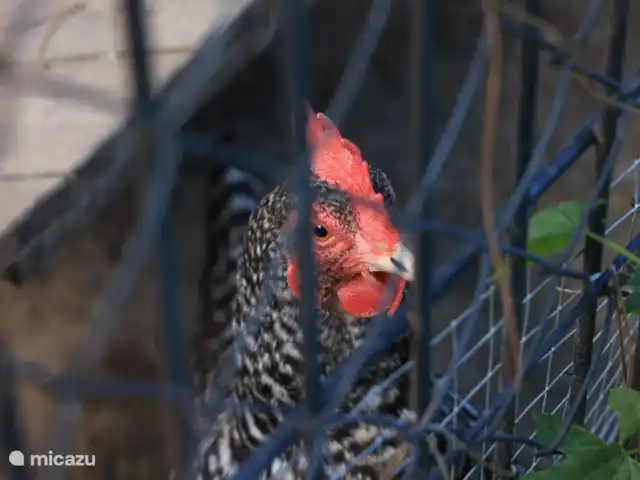 Houten villa op landgoed Barcelona  huren in Spanje, Barcelona, Sant Andreu de Llavaneres  - chalet Voor de verse eieren