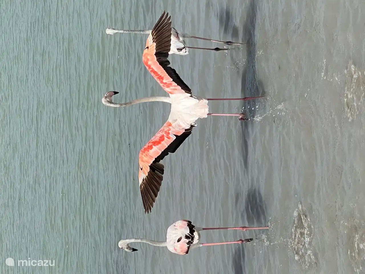 Flamingos in den Schlammbädern von Lo Pagàn