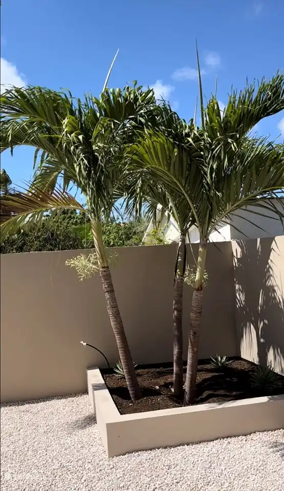 Tropische planten in de tuin