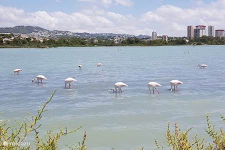 The flamingos in the Salinas (salt lakes) of Calpe