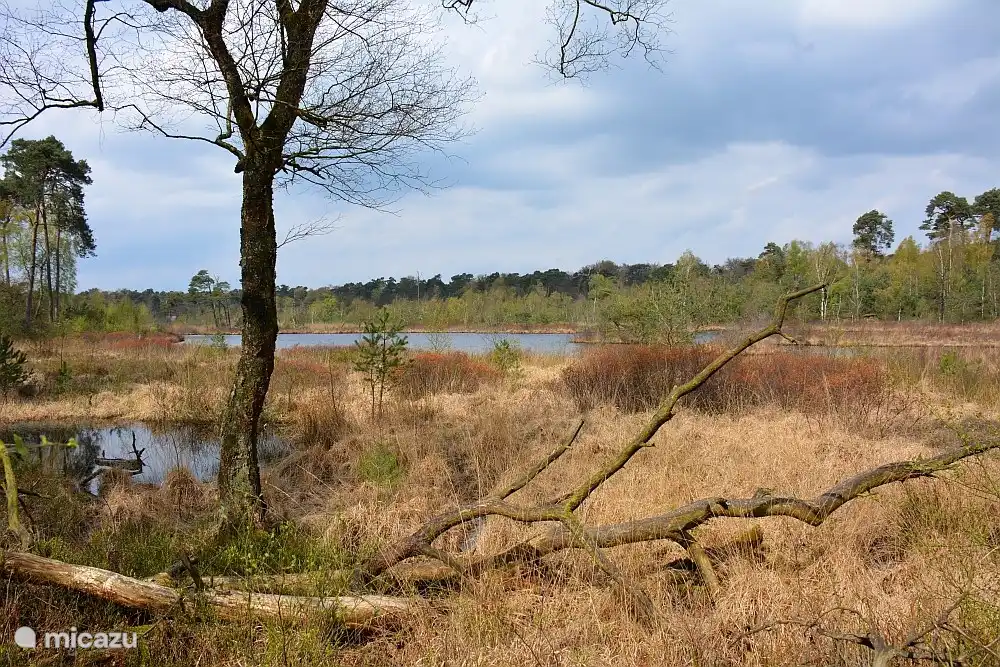 Wälder und Moore von Oisterwijk