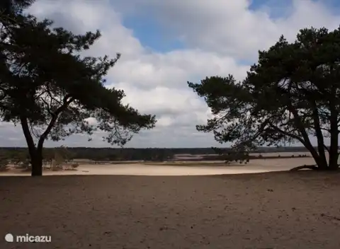 In der Nähe der Dünen von Loonse und Drunense
