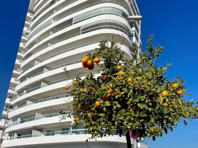 Gran Canet: luxe, strand, Valencia! huren in Spanje, Valencia, Canet d'En Berenguer - appartement Gran Canet kijkt uit op sinaaappelboomgaarden, maar je ziet de sinaasappelbomen ook in het straatbeeld terug komen.