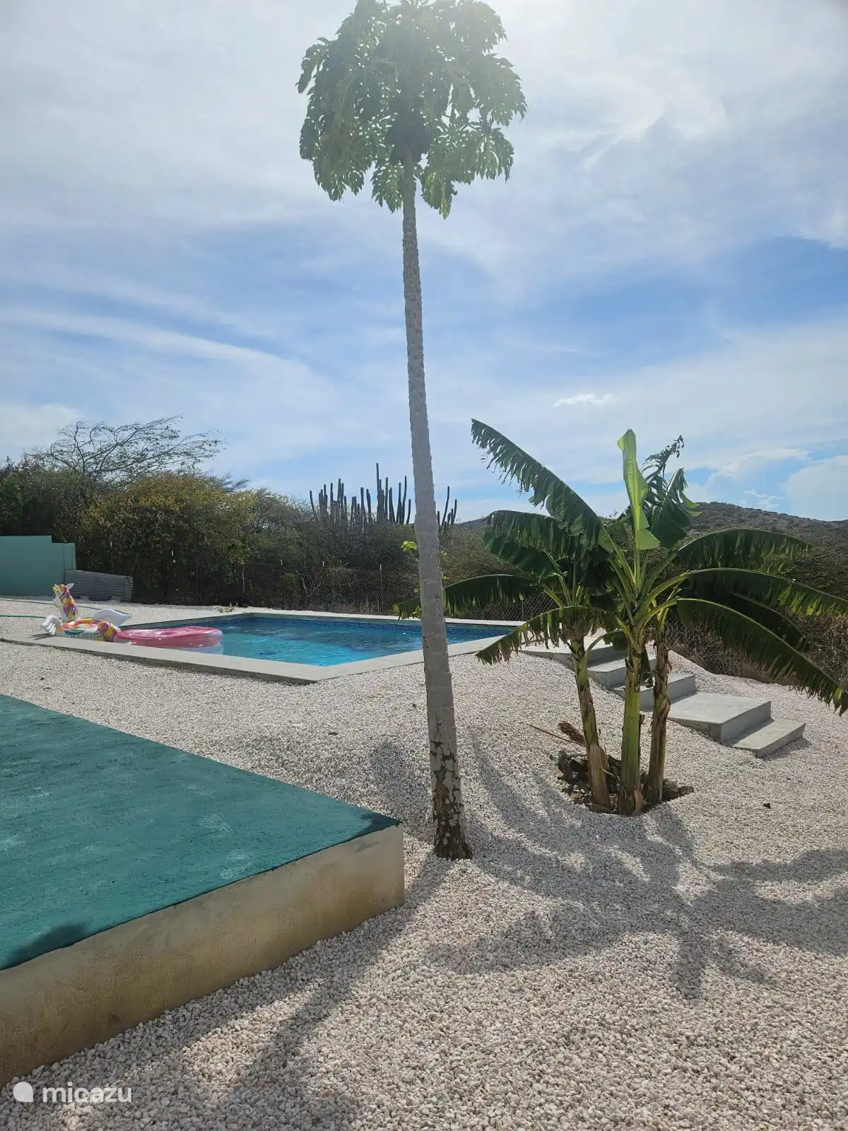 Piscine avec palmiers 