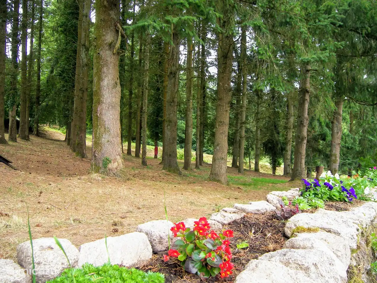 Blick in den kleinen Wald, wo sich Zip Line befindet 