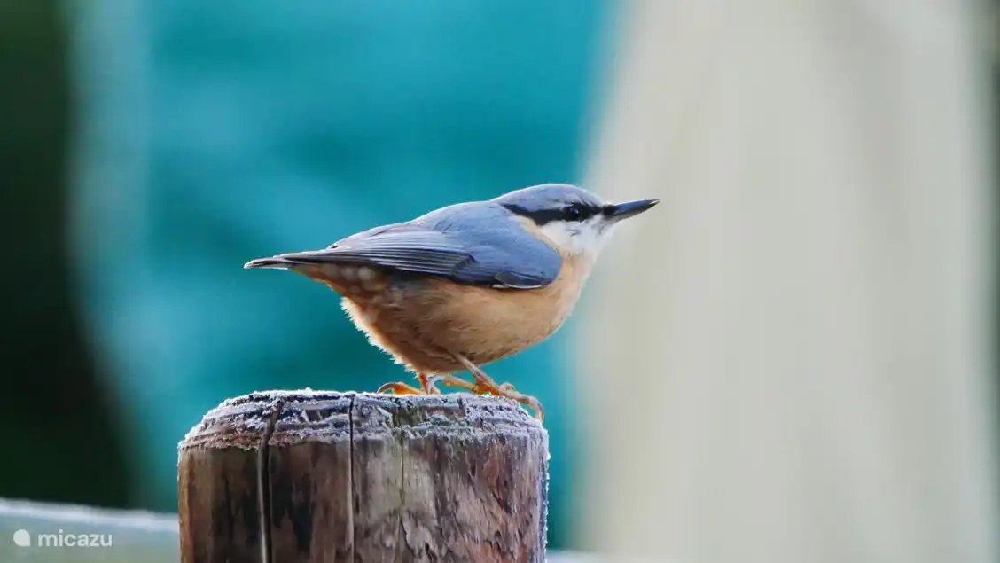Der Kleiber wird regelmäßig in der Nachbarschaft gesichtet.