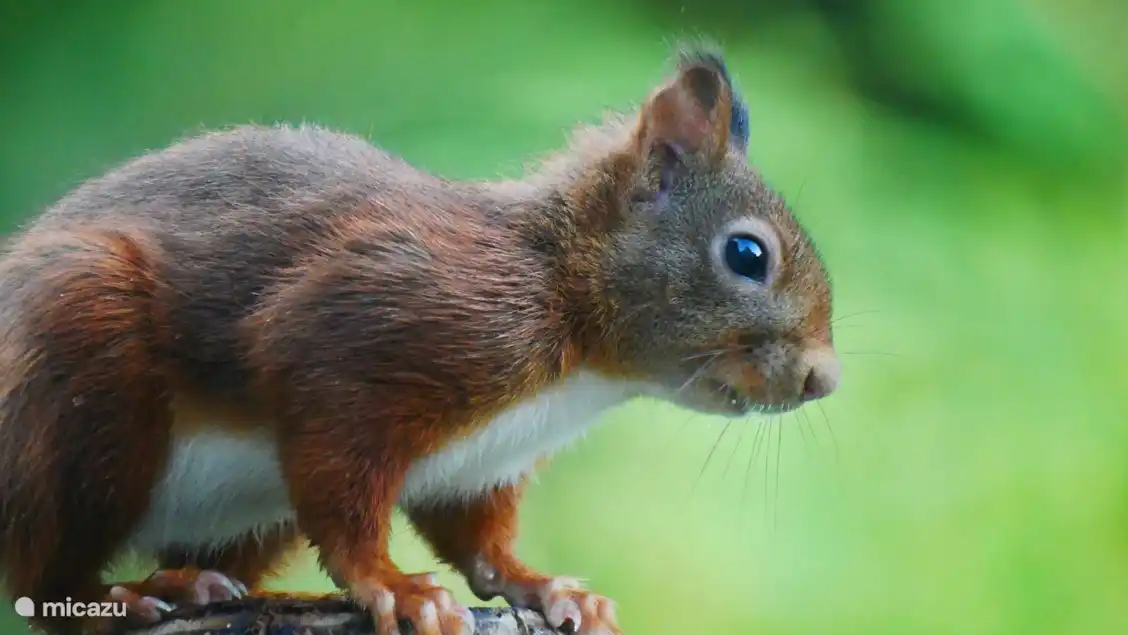 Das Eichhörnchen hat auch einen täglichen Weg durch den Garten.
