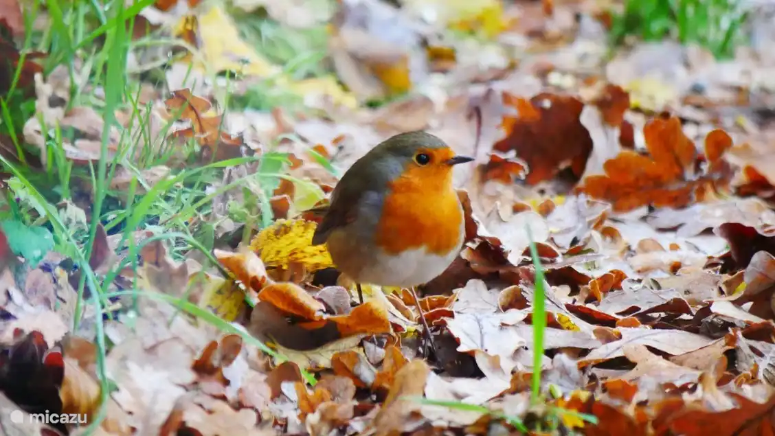 Das Rotkehlchen kommt jeden Winter wieder. 