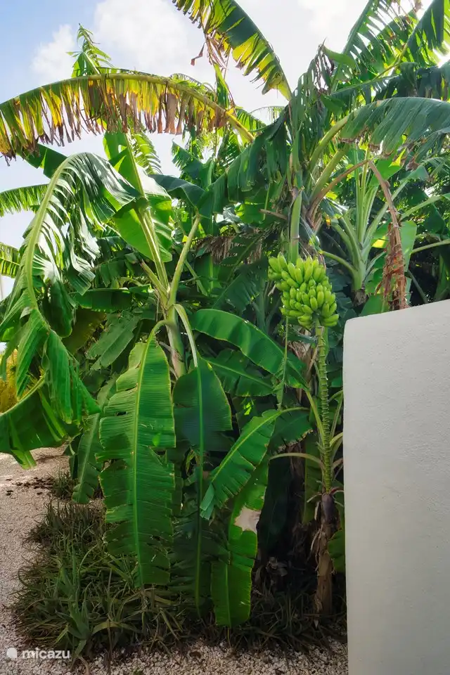 Met een beetje geluk heeft u verse bananen tijdens uw verblijf