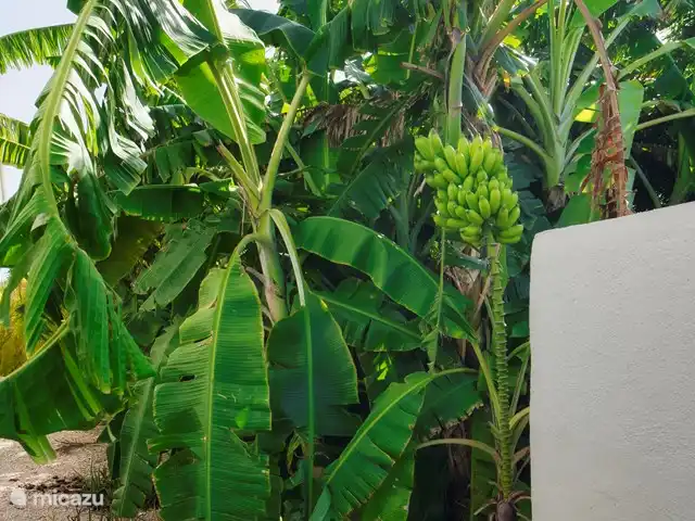 Casa Rubus | Curaçao, Banda Ariba (est), Vista Royal - villa Avec un peu de chance vous aurez des bananes fraîches pendant votre séjour