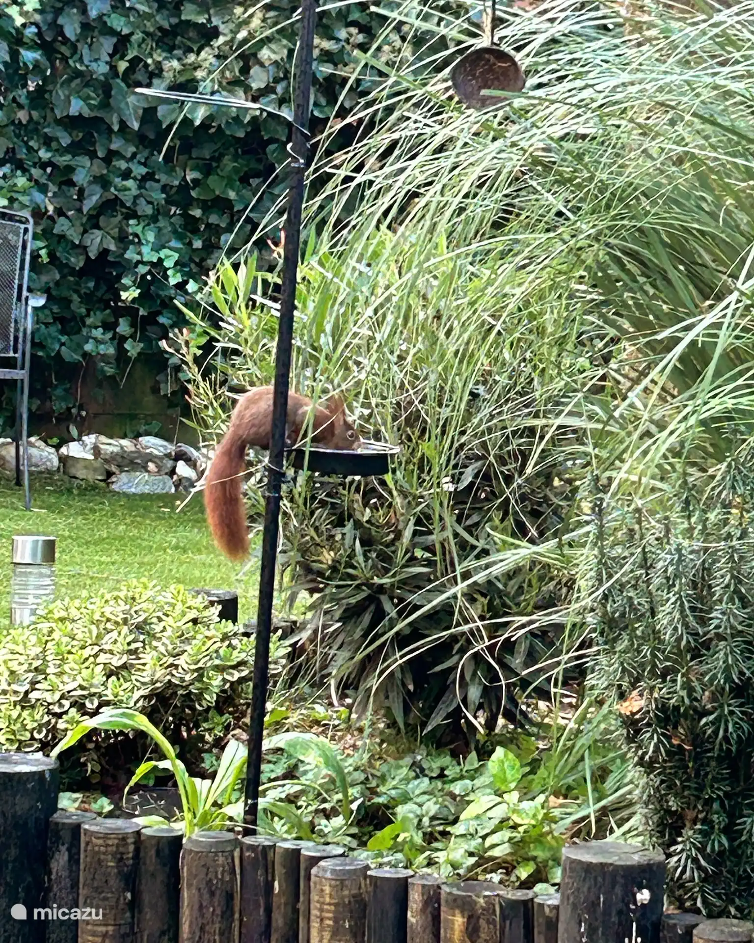Ein Eichhörnchen im Garten