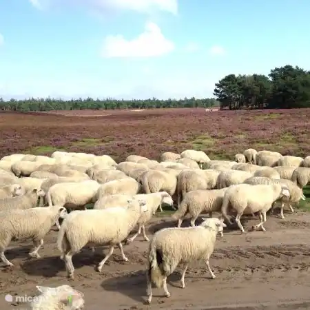 Schafe auf der Ginkelheide