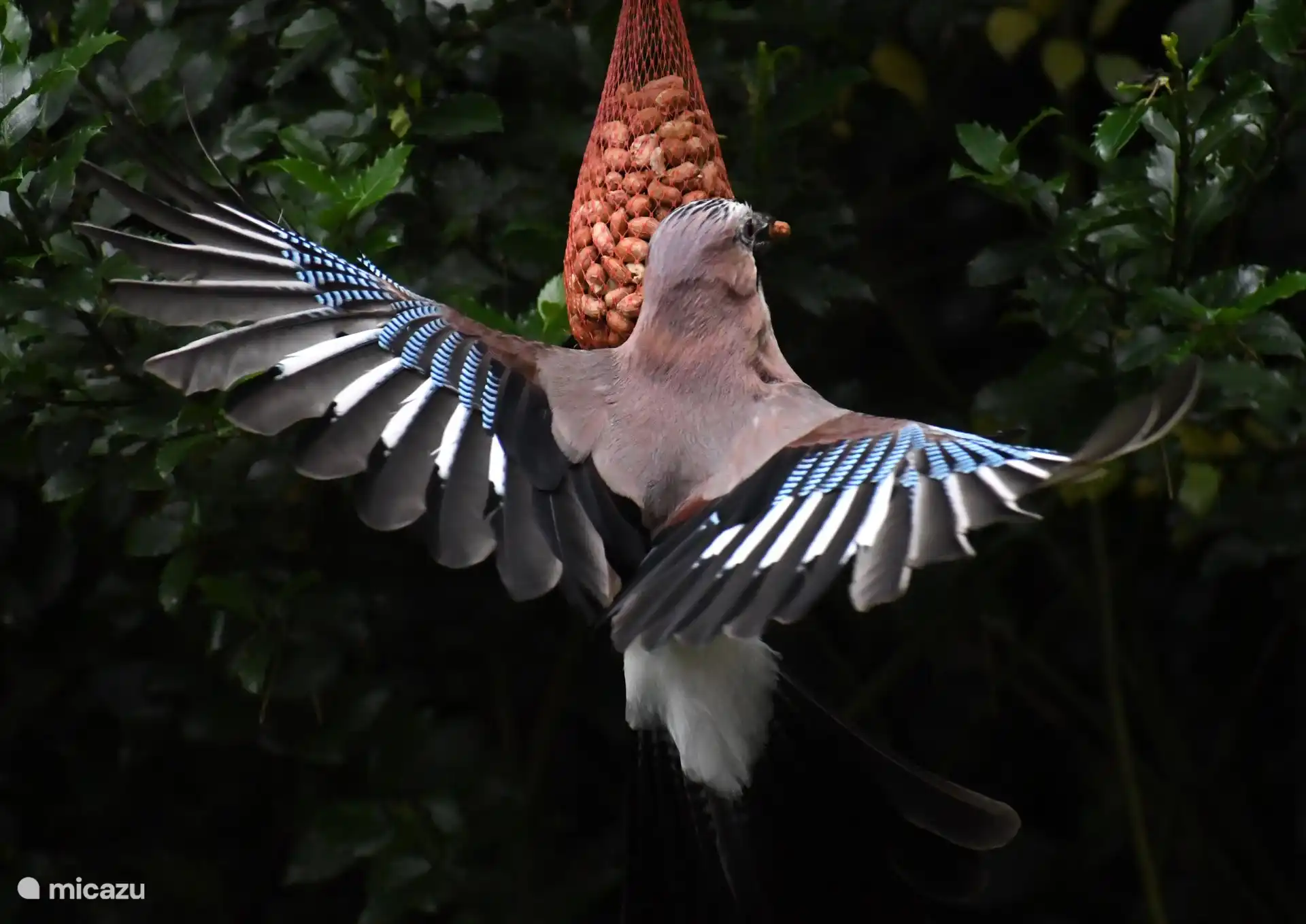 Invités dans le jardin