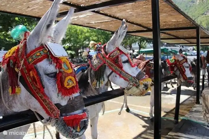 Con los burros de Mijas esto te permite conducir por el pueblo.