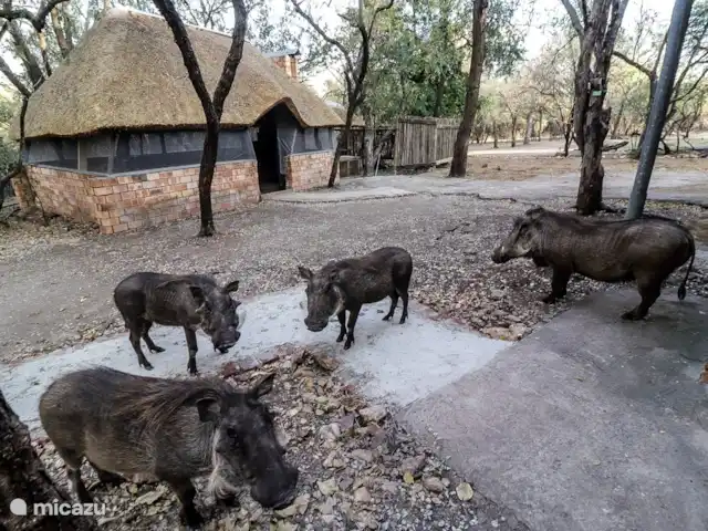 Maison de la rivière Marlothi | Afrique du Sud, Mpumalanga, Marloth Park - maison de vacances Voici le braai intérieur avec le Boma à côté. Avec Pumba et ses amis au premier plan.