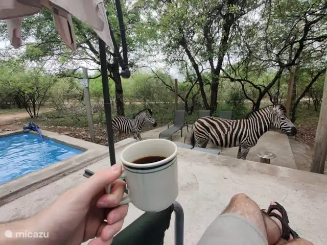 Maison de la rivière Marlothi | Afrique du Sud, Mpumalanga, Marloth Park - maison de vacances Regardez qui vient prendre un café. Attention, il est interdit de les nourrir ou de leur donner des morceaux de sucre. Ce sont des animaux sauvages.