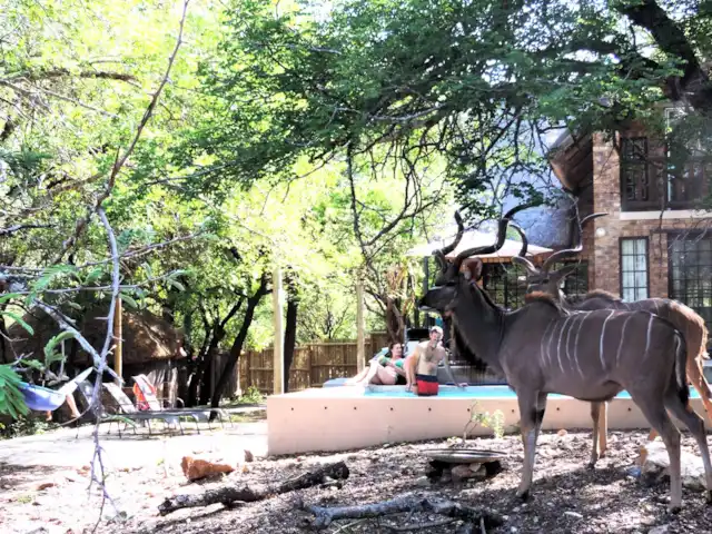 Maison de la rivière Marlothi | Afrique du Sud, Mpumalanga, Marloth Park - maison de vacances La faune entre tout simplement dans le jardin, même lorsque vous nagez.