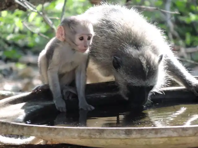 Maison de la rivière Marlothi | Afrique du Sud, Mpumalanga, Marloth Park - maison de vacances Ne sont-ils pas gentils ? Oui, mais fais attention quand la famille vient chez toi. Fermez toutes les portes et gardez un œil sur toutes vos affaires. Les singes sont méchants !