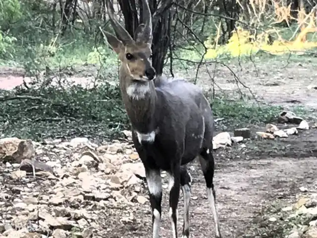 Maison de la rivière Marlothi | Afrique du Sud, Mpumalanga, Marloth Park - maison de vacances Un invité régulier de notre jardin, le guib.