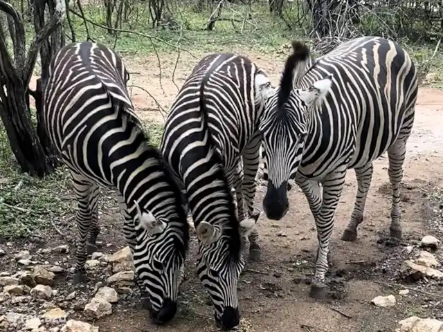 Maison de la rivière Marlothi | Afrique du Sud, Mpumalanga, Marloth Park - maison de vacances Vous n'êtes pas obligé d'aller dans le Kruger pour observer la faune. Zèbres sur l’allée du jardin. En empruntant cette route, vous arriverez directement à la porte du célèbre parc Kruger.