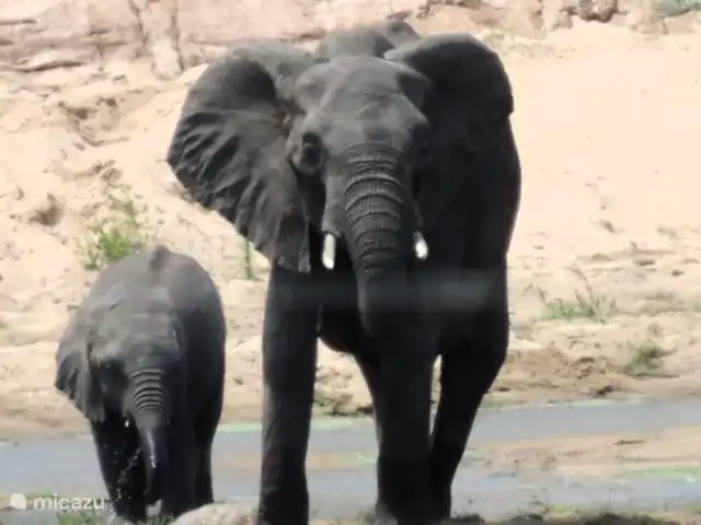 Maison de la rivière Marlothi | Afrique du Sud, Mpumalanga, Marloth Park - maison de vacances Vous n'avez même pas besoin d'aller à Kruger pour voir le Big5. À l’heure du café, les éléphants viennent souvent s’abreuver à la rivière Crocodile, et les lions et léopards se promènent régulièrement dans le lit de la rivière. En journée lorsqu'il fait chaud, les buffles viennent se rafraîchir dans la rivière, tout comme les hippopotames.